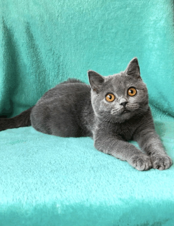 Storm-Male - Image 6