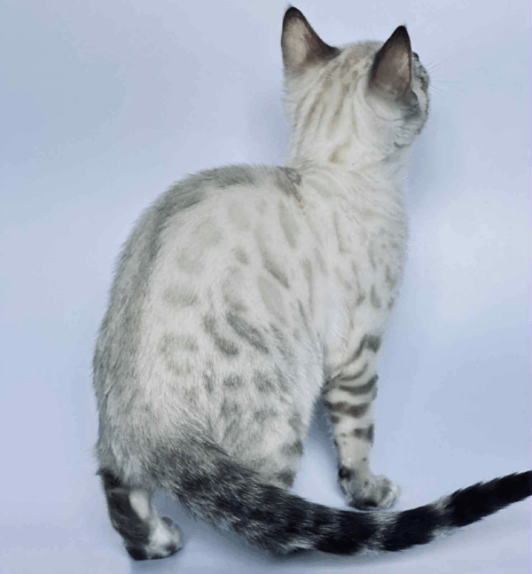 Xola-Female - Image 5