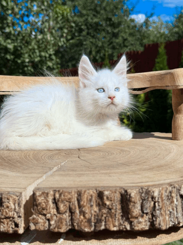 Biscuit-Male - Image 2