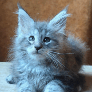 Yoshka-Male