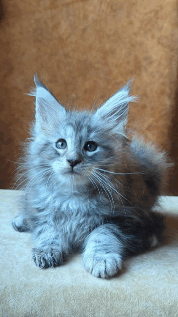 Yoshka-Male