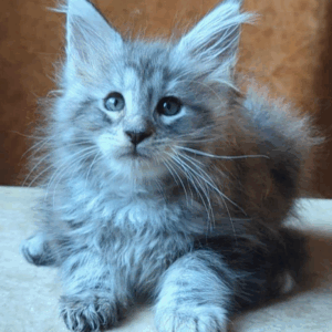 Yoshka-Male