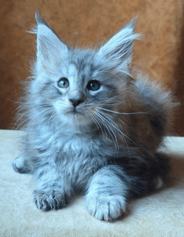 Yoshka-Male