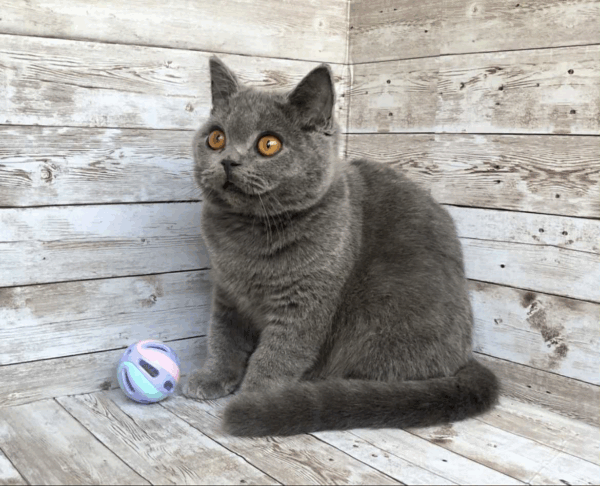 Storm-Male - Image 16