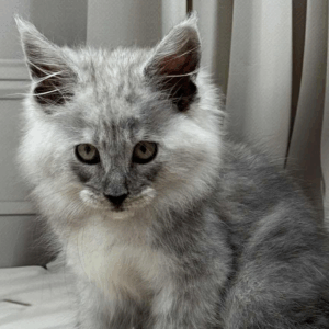 Gatu-Male