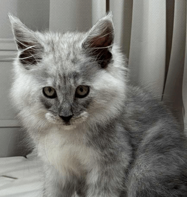 Gatu-Male