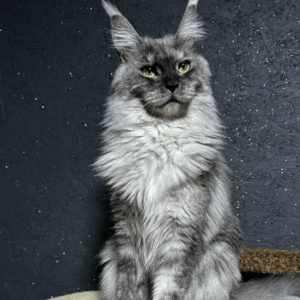 Jada-Female