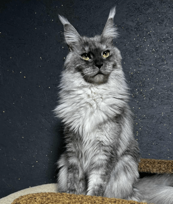 Jada-Female
