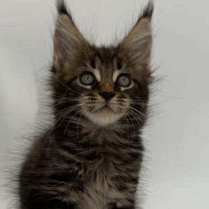 Emmett-Male