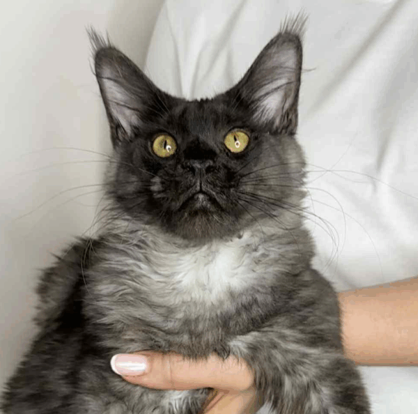 Kazimir-Male