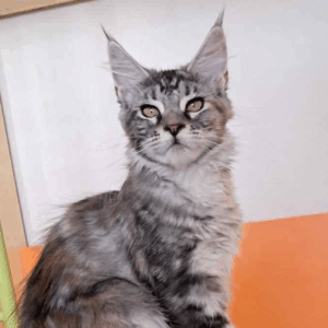 Betty-Female