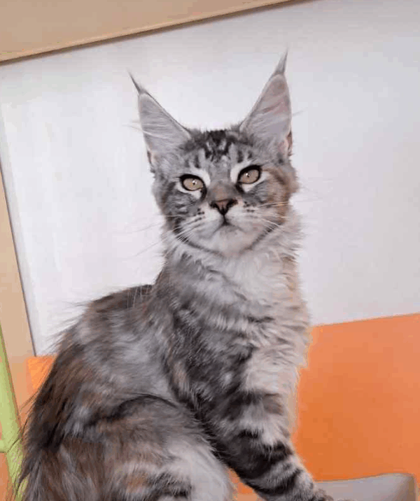 Betty-Female