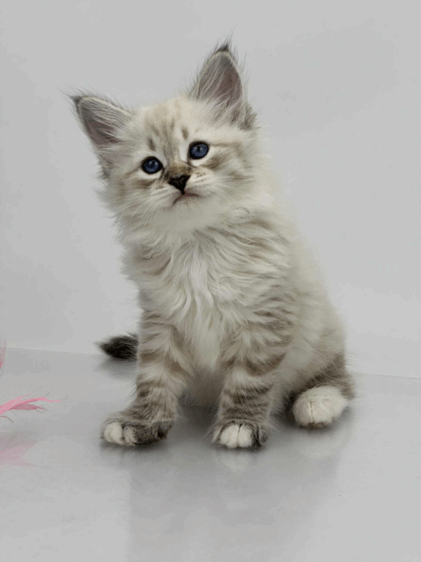 Priscilla-Female - Image 3