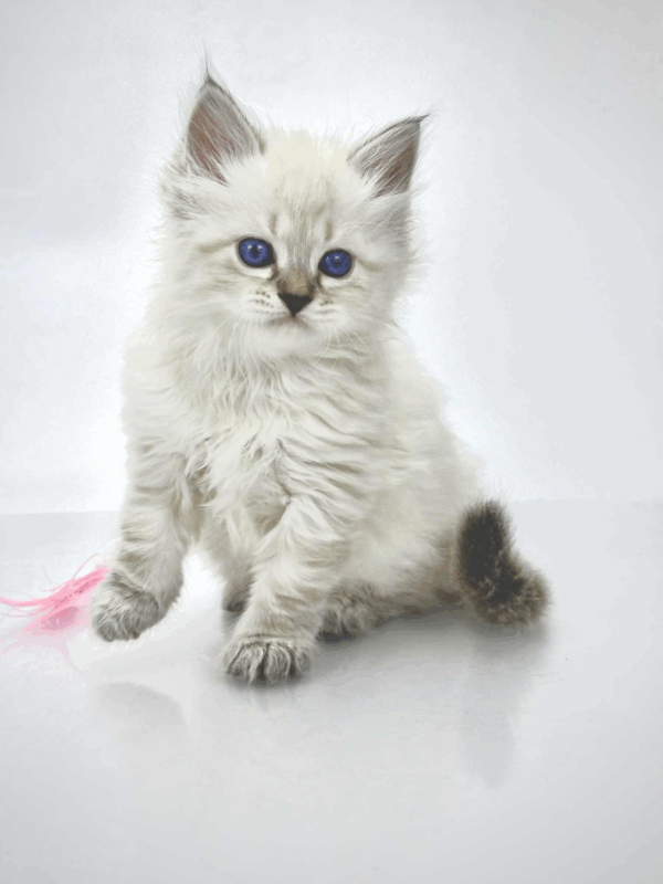 Rosalina-Female - Image 8