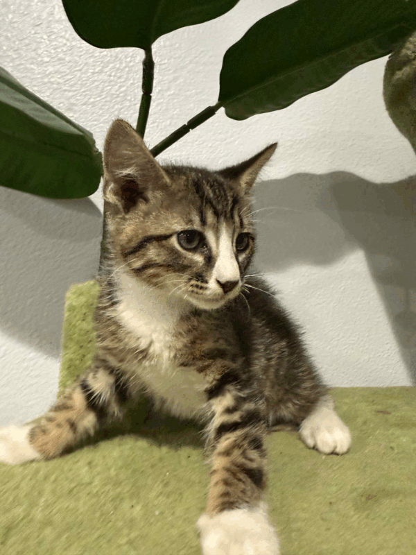 Mitts- Male - Image 4