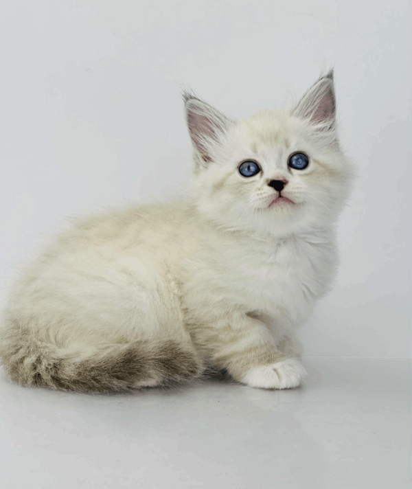 Rurik-Male - Image 10