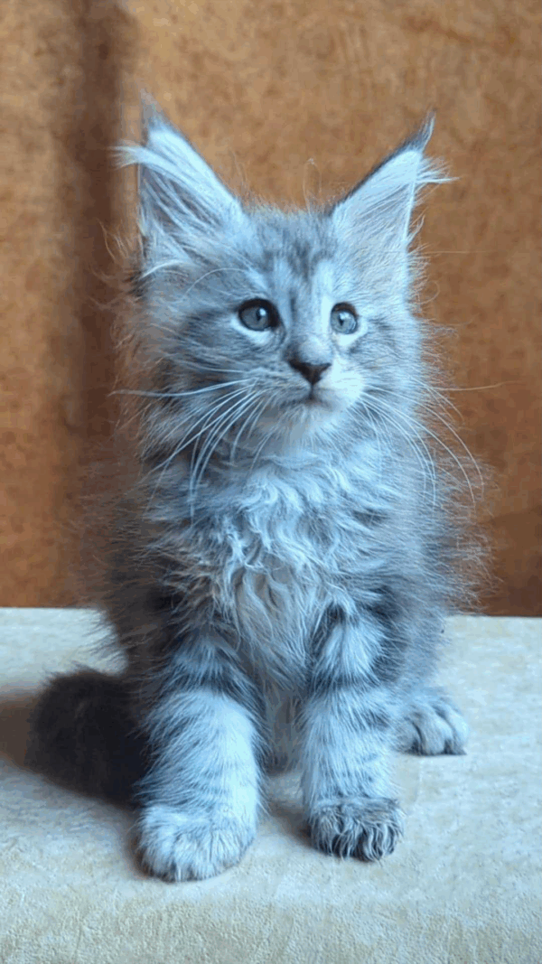 Yoshka-Male - Image 6