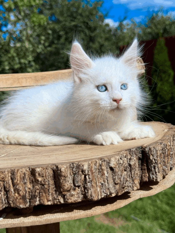 Biscuit-Male - Image 4