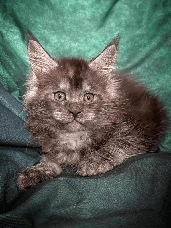 Odin-Male - Image 5
