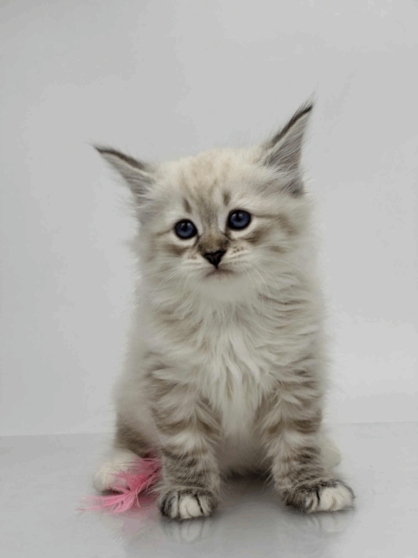 Priscilla-Female - Image 7