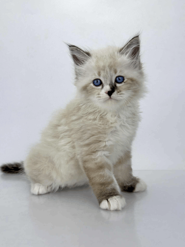 Rafael-Male - Image 3