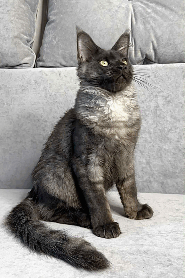 Kazimir-Male - Image 7