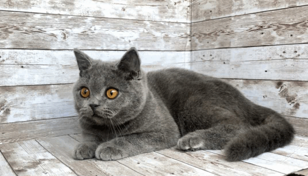 Storm-Male - Image 15