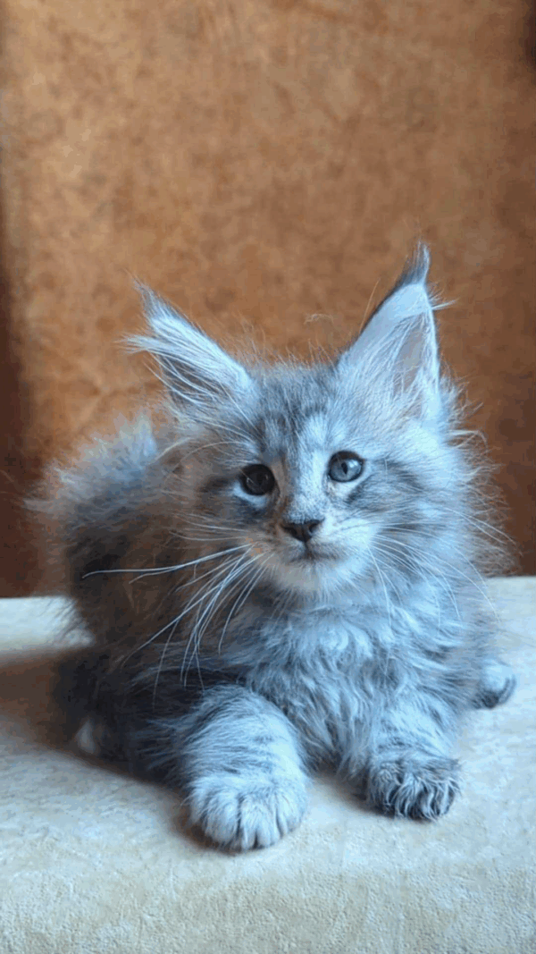 Yoshka-Male - Image 7