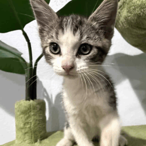 Marley-Male