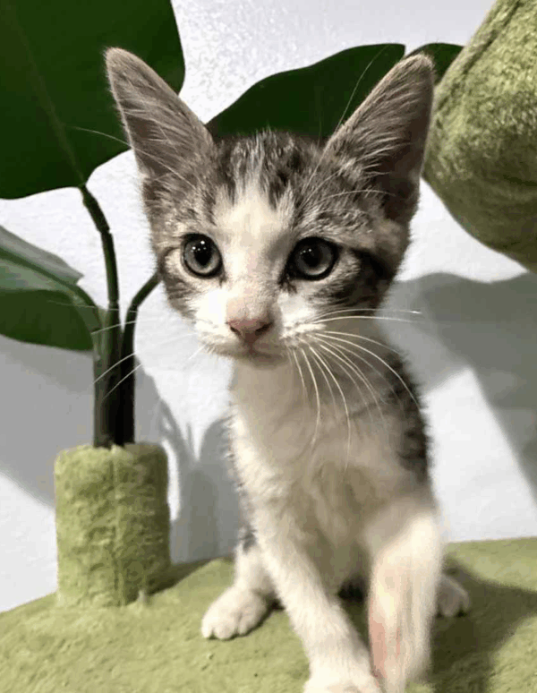 Marley-Male