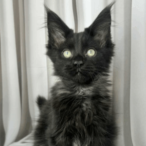 Feodor-Male
