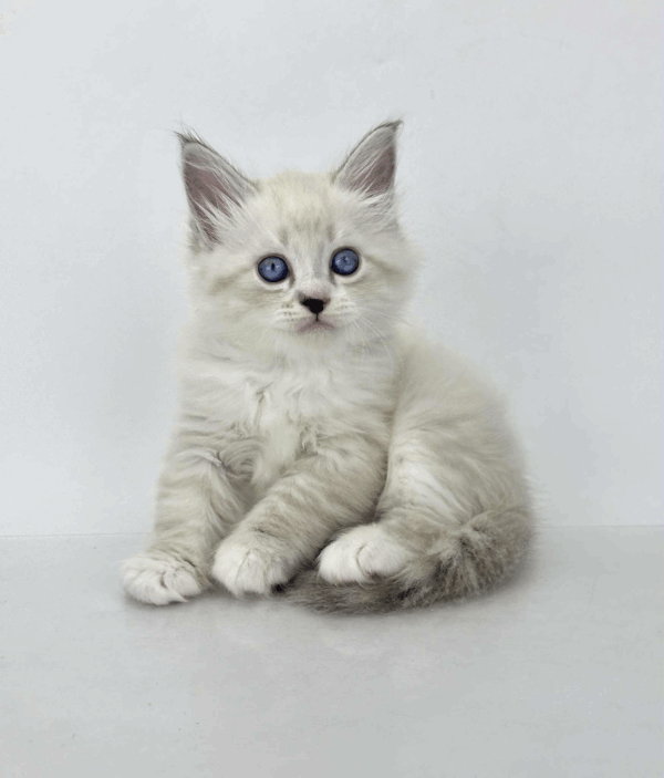 Rurik-Male - Image 3