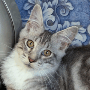 Xena-Female