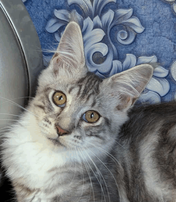 Xena-Female