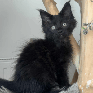 Feodor-Male