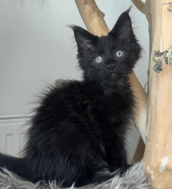 Feodor-Male