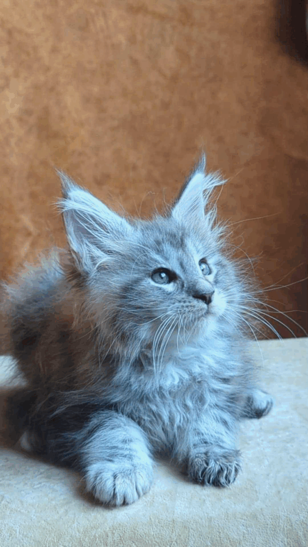 Yoshka-Male - Image 2