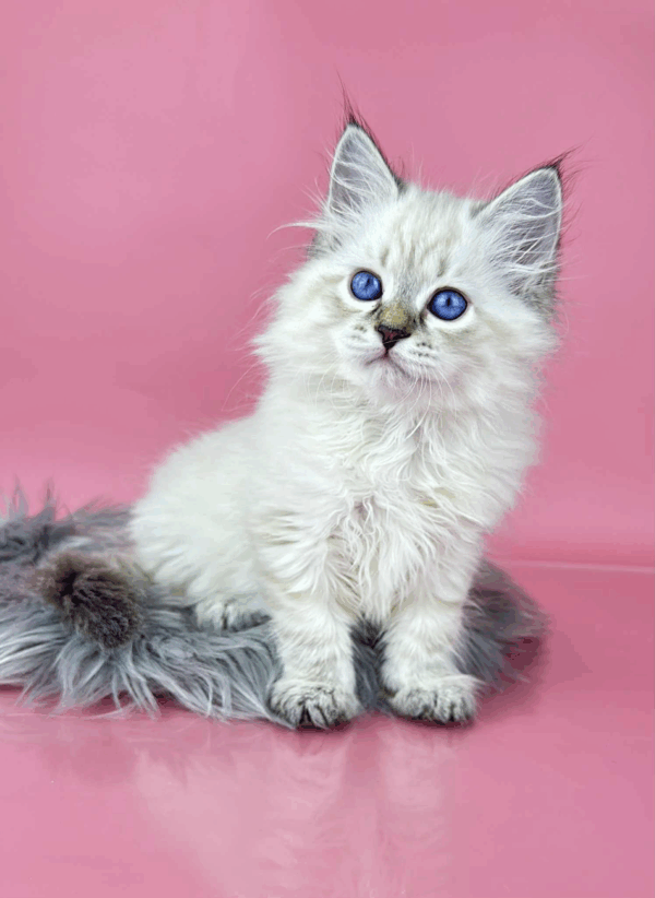 Rosalina-Female - Image 12