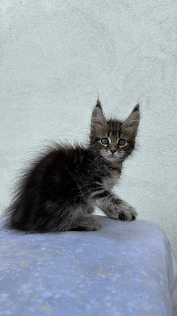 Vesta-Female - Image 5