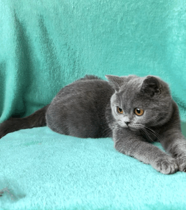 Storm-Male - Image 3