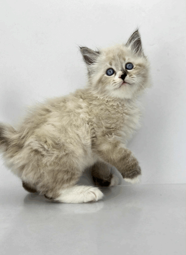 Rafael-Male - Image 7