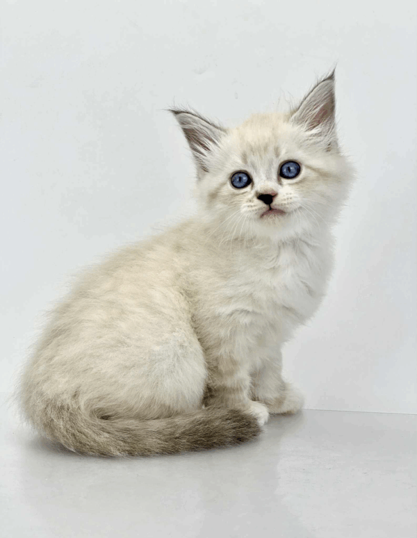 Rurik-Male - Image 12