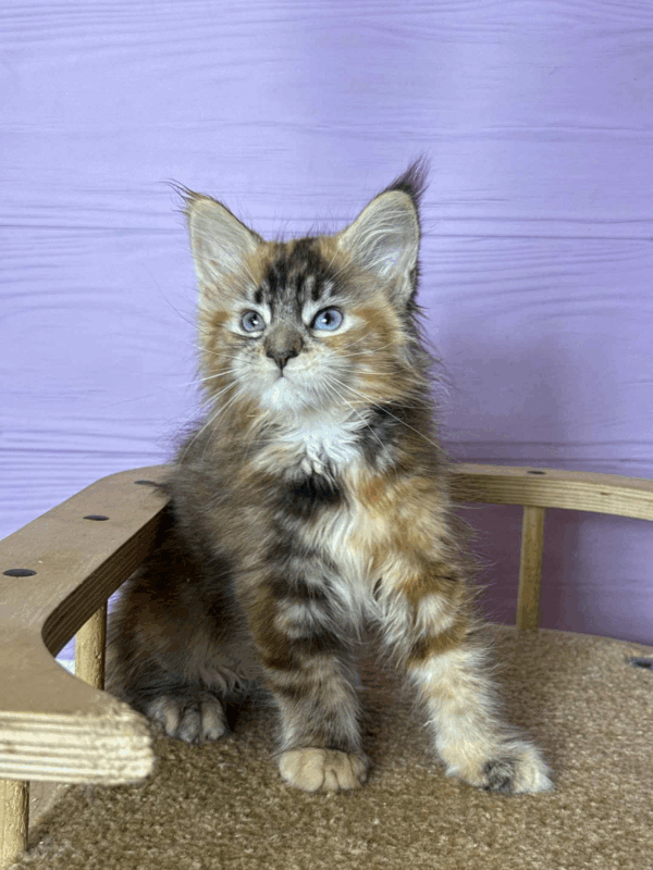 Ula-Female - Image 3