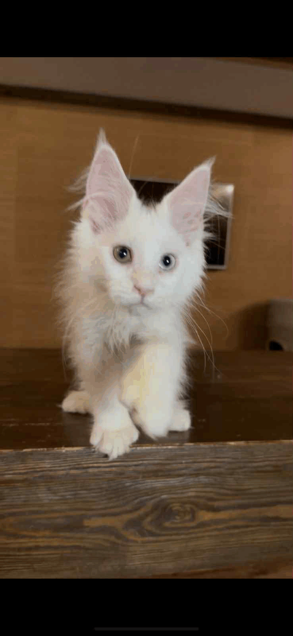 Pearla-Female - Image 6