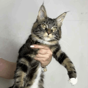 Mimi-Female