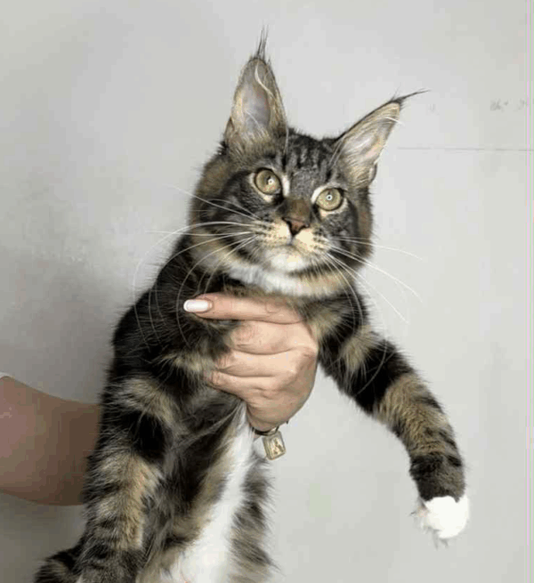 Mimi-Female