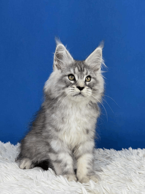 Rocco-Male - Image 4