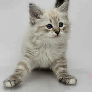 Priscilla-Female