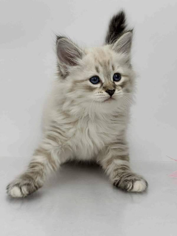 Priscilla-Female