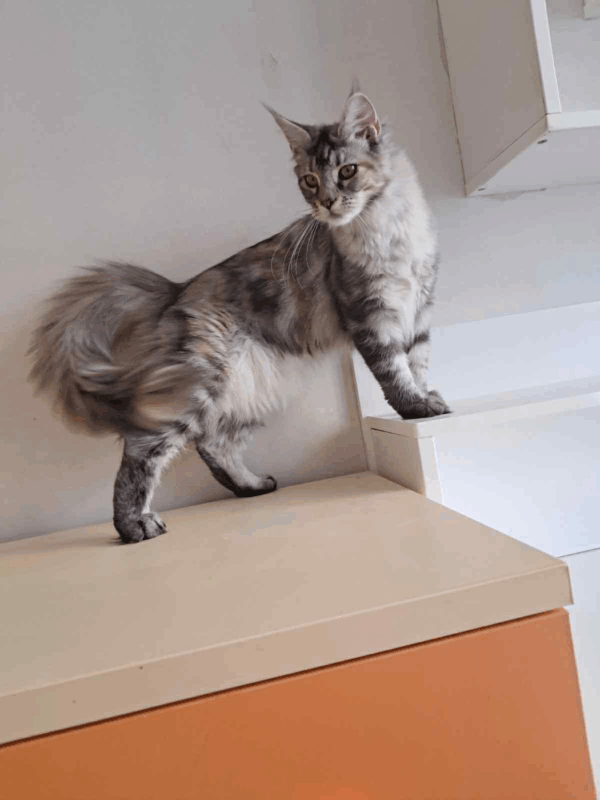 Betty-Female - Image 10